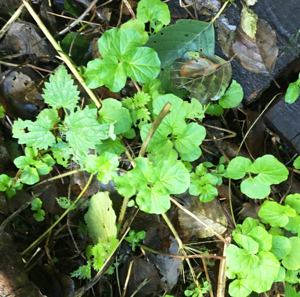 plante sauvage comestible
