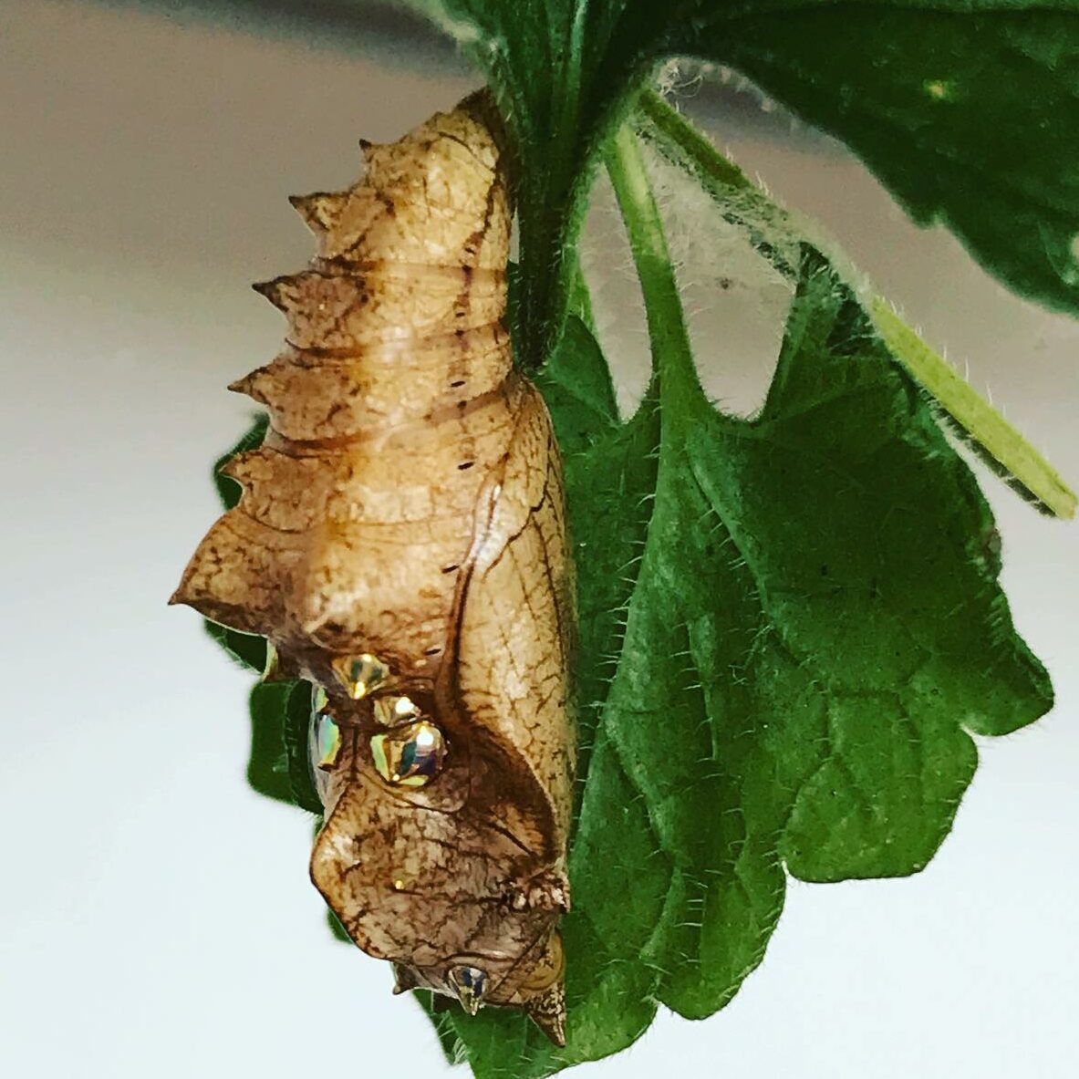 Un hôte des plantes sauvages… dans ma cuisine