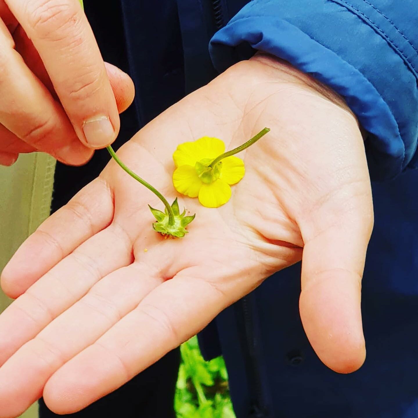 Balade à la découverte des plantes sauvage comestibles