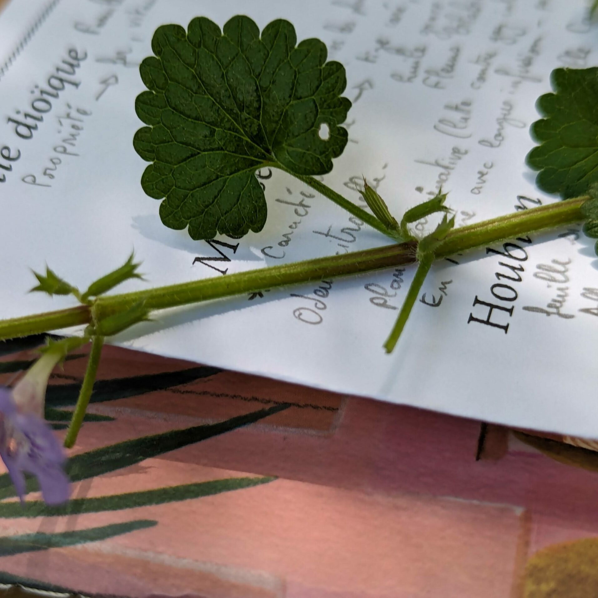 Balade à la découverte des plantes sauvage comestibles