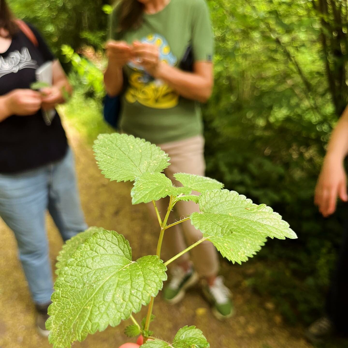 Balade à la découverte des plantes sauvages comestibles sur les bords de Boivre!