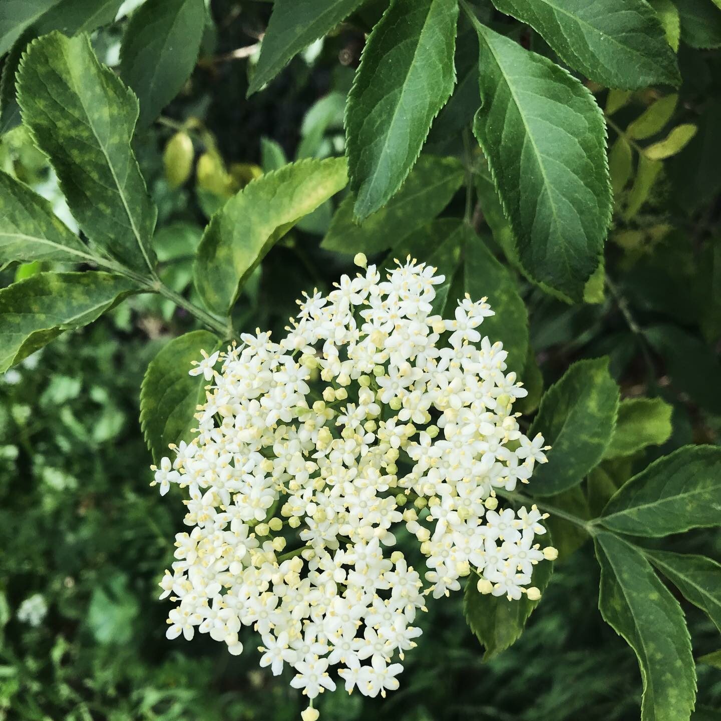 Sortie à la découverte des plantes sauvages comestibles sur les bords de Boivre!